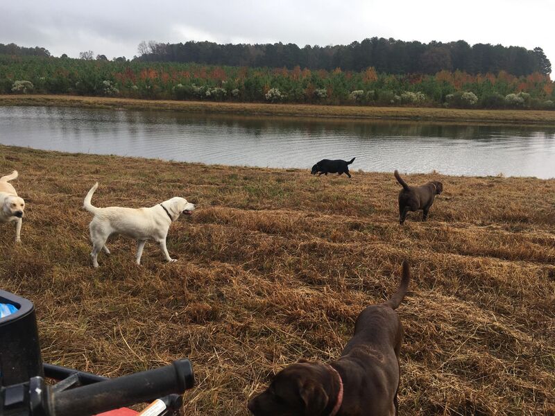 Labs by pond at Line Creek Labs and Corgis
