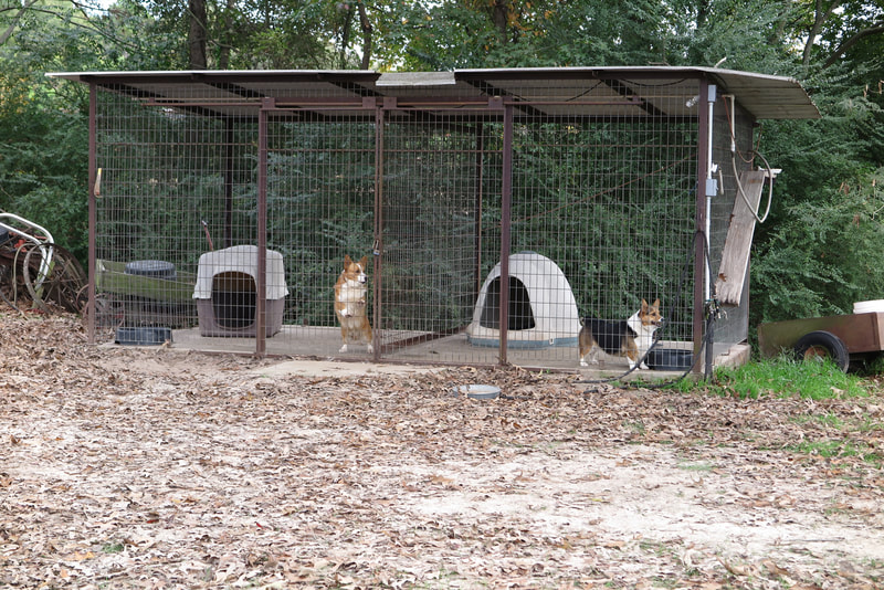 Corgi kennels at Line Creek Labs and Corgis, where lab puppies and corgi puppies are bred in Atlanta, TX.