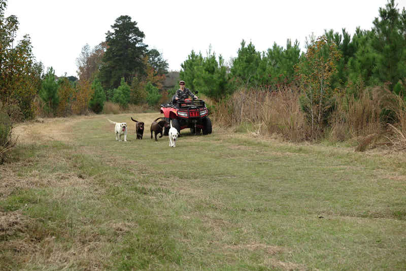 Twice daily 4 wheeler run with labs at Line Creek Labs and Corgis.