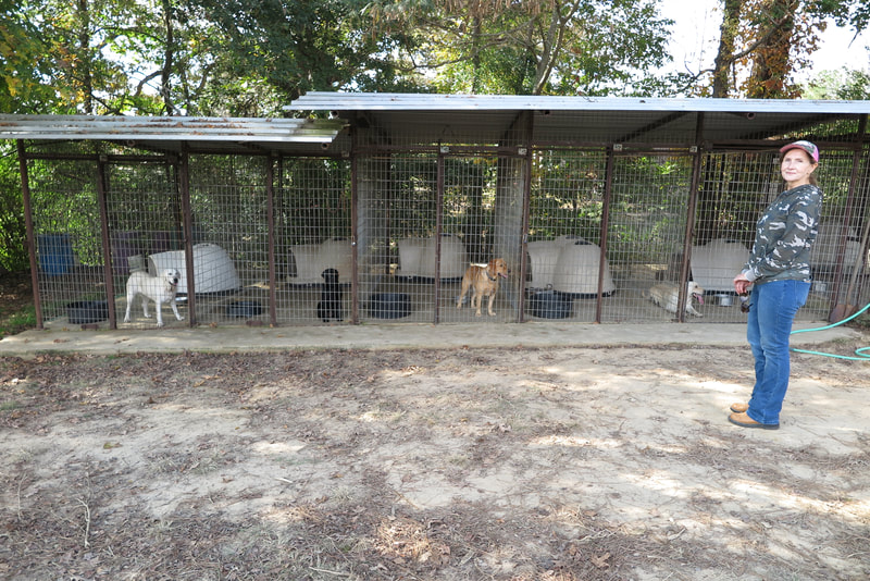 Debra McCreery and her lab kennels at Line Creek Labs and Corgis where they breed Lab puppies and Corgi puppies in Atlanta, TX.